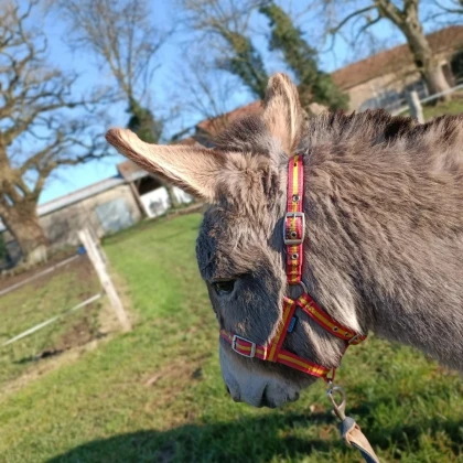 Activité baby âne de 18 mois à 3 ans à la ferme du petit âge