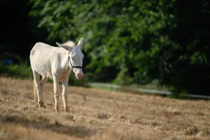 Promenade ludique à la ferme du petit âge