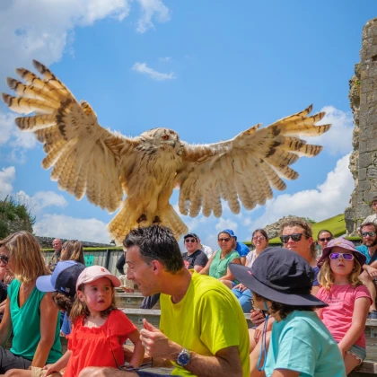 Spectacle d'oiseaux en vol libre