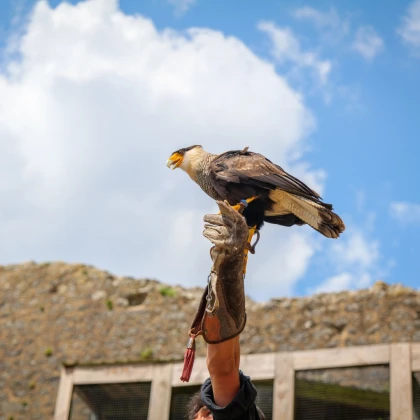 Spectacle d'oiseaux aux Géants du Ciel