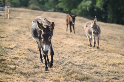 Visite guidée à la ferme du petit âge